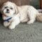 Toby